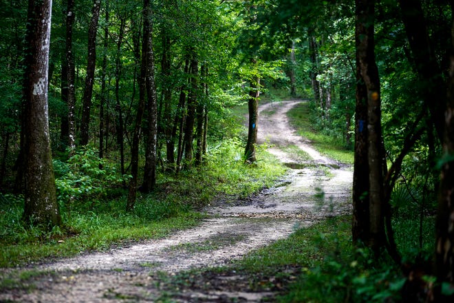 Turkey Creek Preserve offers winding trails and exercise equipment for hikers in Gainesville.