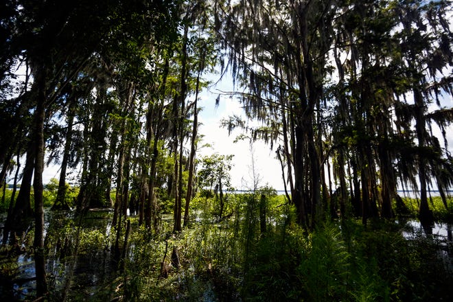 The Lake Pithlachocco Hiking Trail passes Newnans Lake in Gainesville.