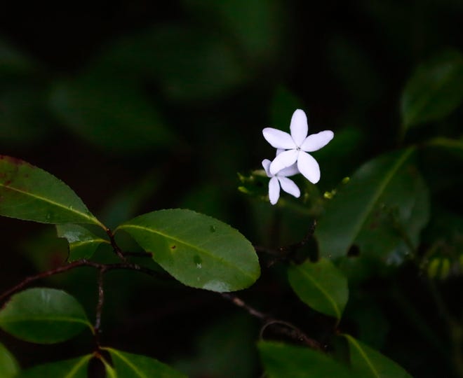A flower grows along the Gainesville Hawthorne Trail in Gainesville.