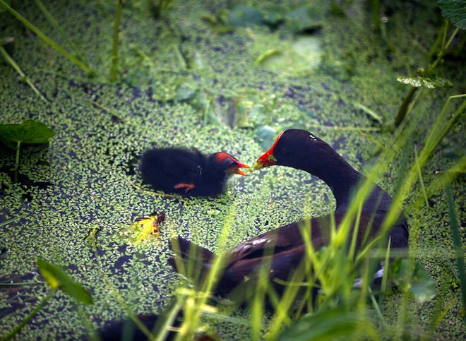 A bird feeds its baby in the waters of Sweetwater Wetlands Park in Gainesville.
