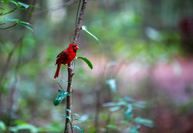 A cardinal rests on a turn off one of the hiking trails available to visitors at San Felasco Hammock Preserve State Park, northwest of Gainesville.