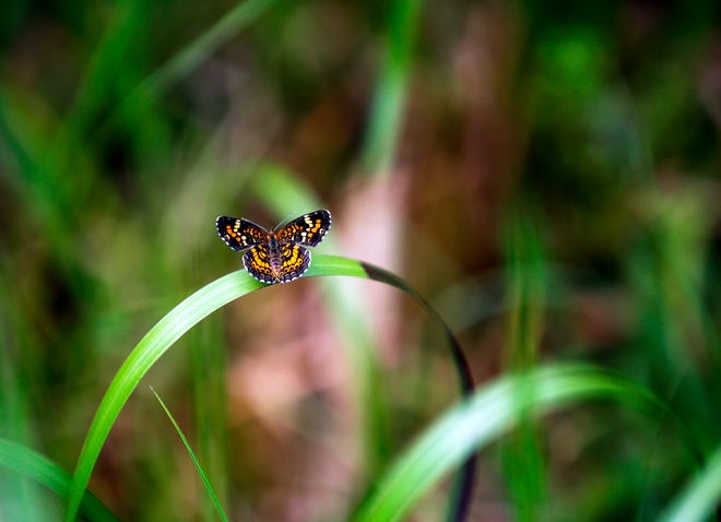 A butterfly rests on a blade of grass along one of the hiking trails at Mill Creek Nature Preserve in Alachua.