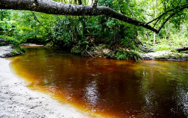 Visitors can see Hogtown Creek at Loblolly Woods Nature Park in Gainesville. Loblolly Creek merges with Hogtown Creek in the park.
