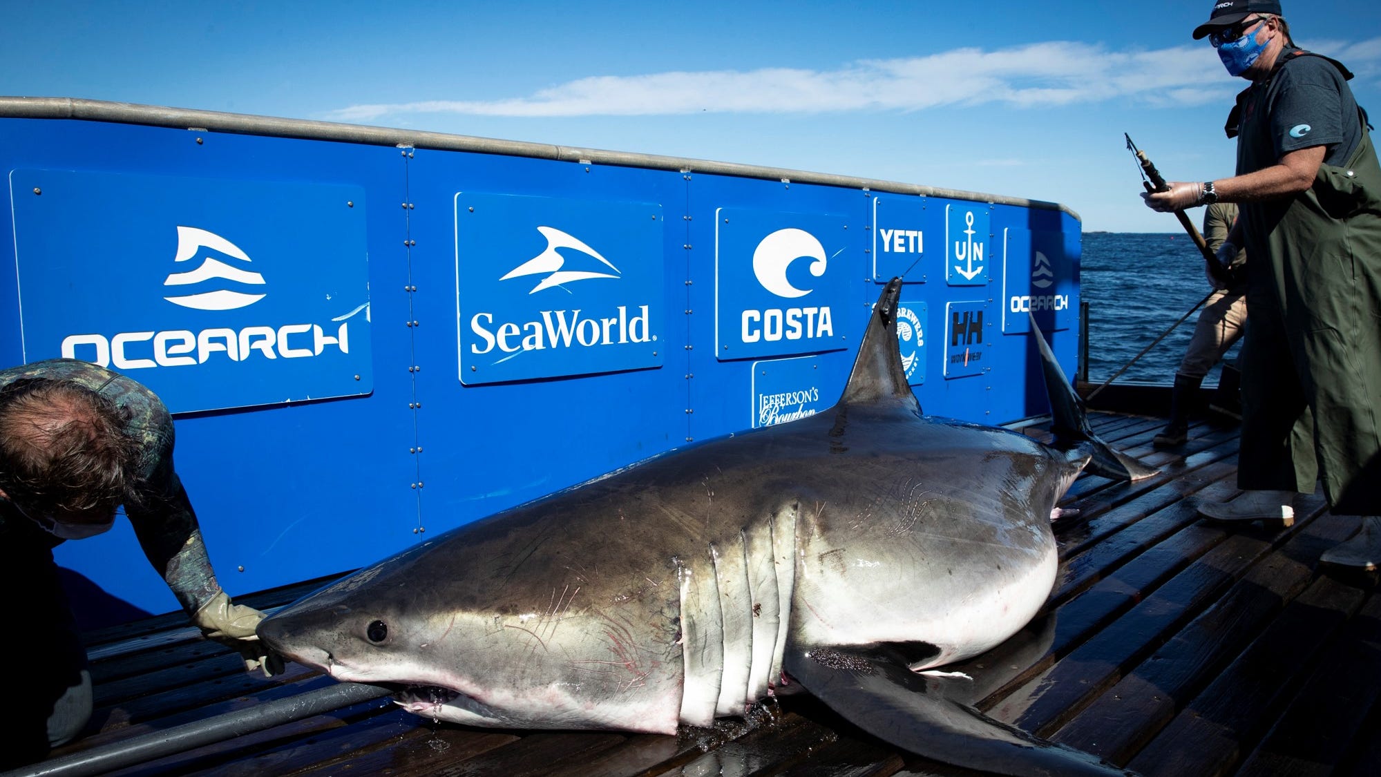 This 1,500 pound great white shark is making his annual return to North Carolina