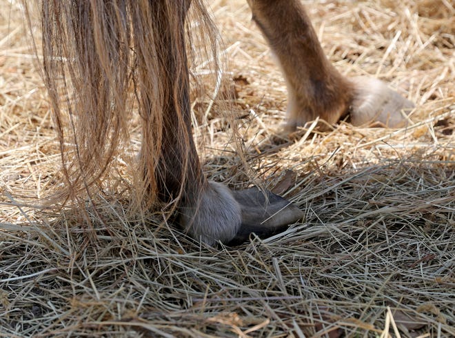 One of the miniature horses seized from a farm is unable to properly stand on his back left hoof Monday, July 12, 2021, at Changing Fates Equine Rescue of Delaware, Inc in Laurel, Delaware.