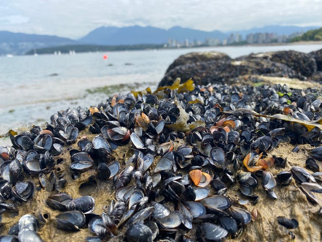 Millions of sea creatures, including mussels, are found dead on Kitsilano Beach in British Columbia.