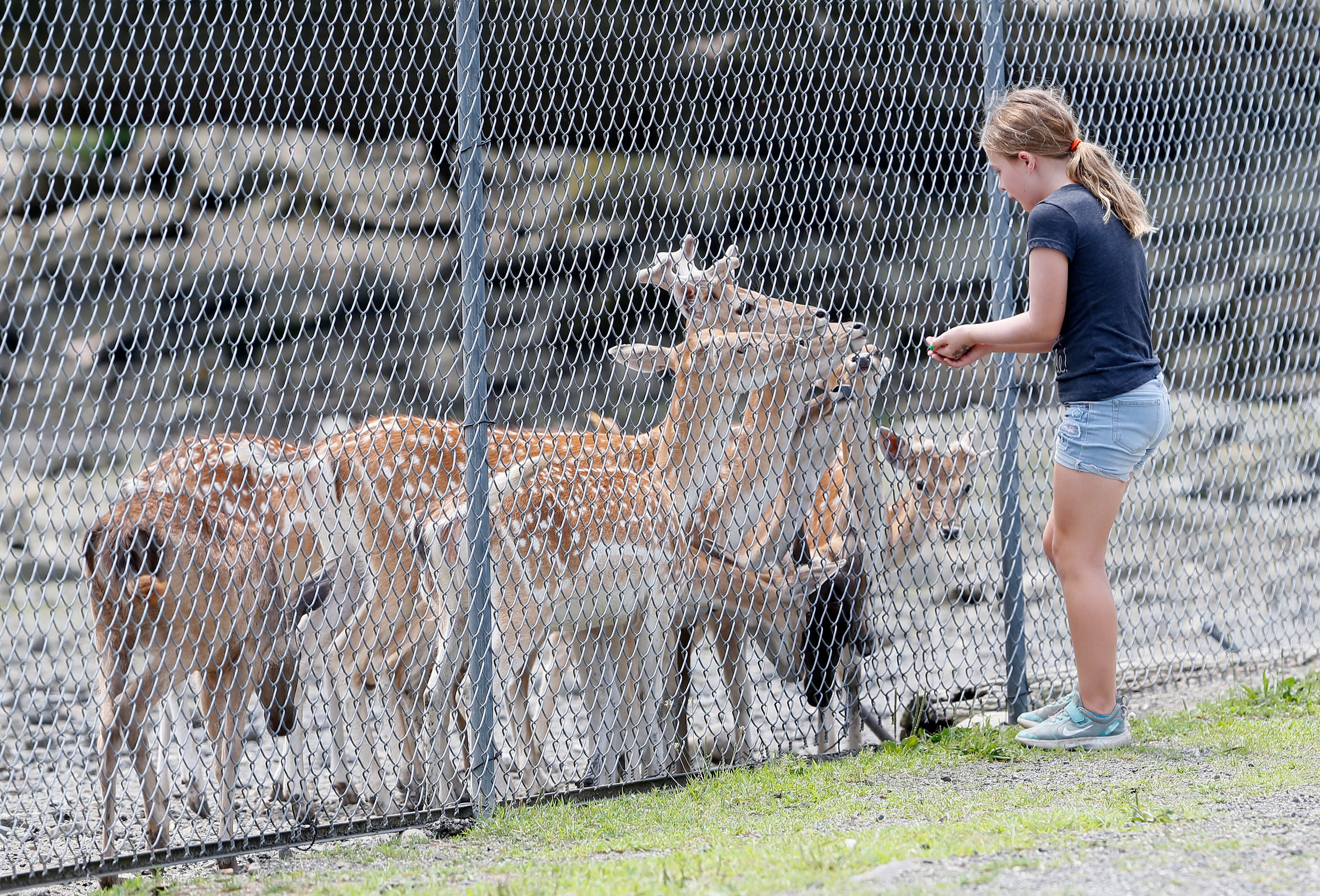 Arielle Acheson, 9, feeds deer during Junior Zookeeper Day at Space Farms Zoo and Museum Saturday, July 20, 2019.