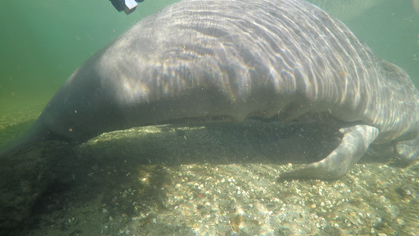 Florida officials seek millions to address manatee deaths