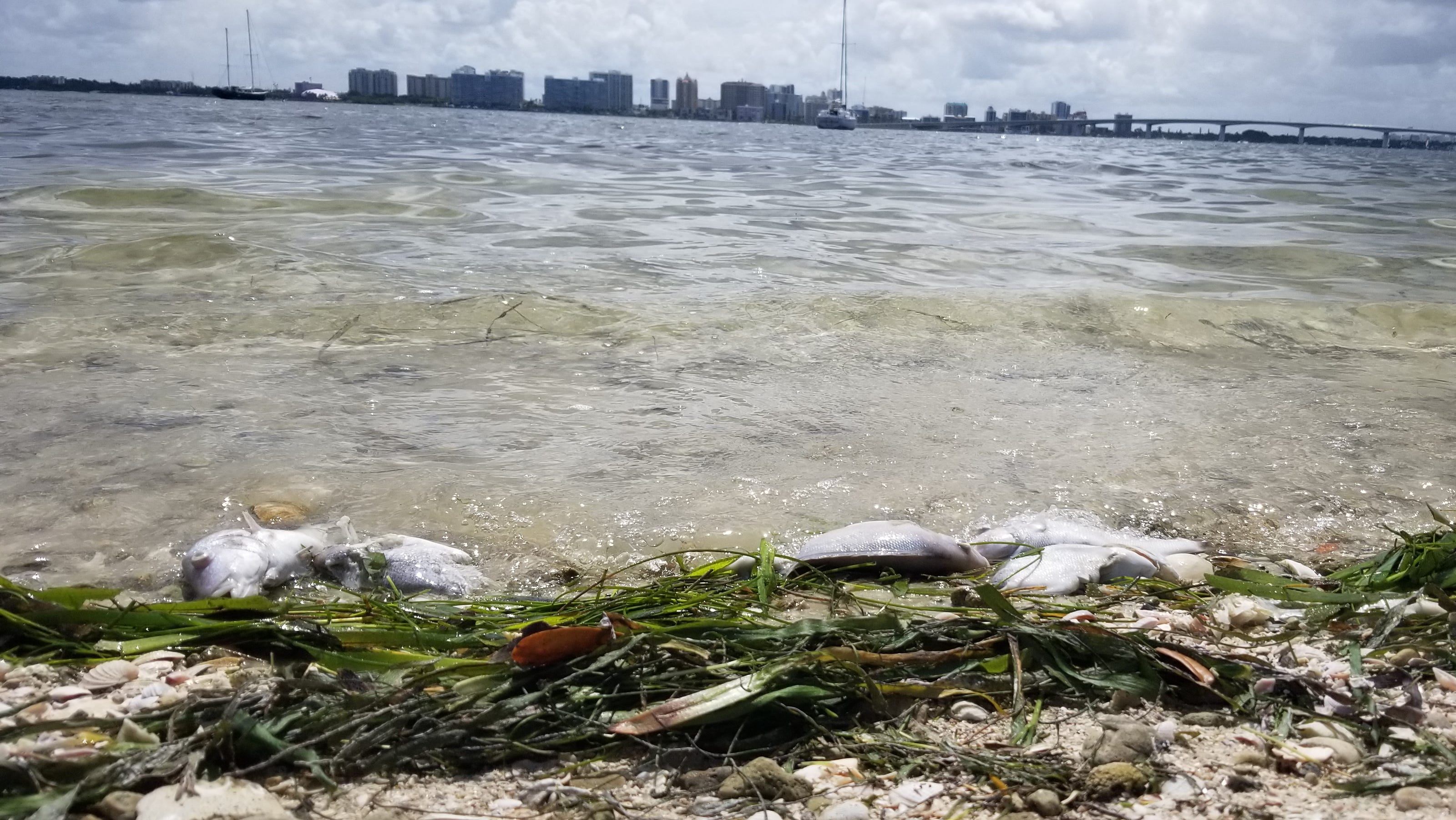 Red tide along Florida's Gulf Coast What we know