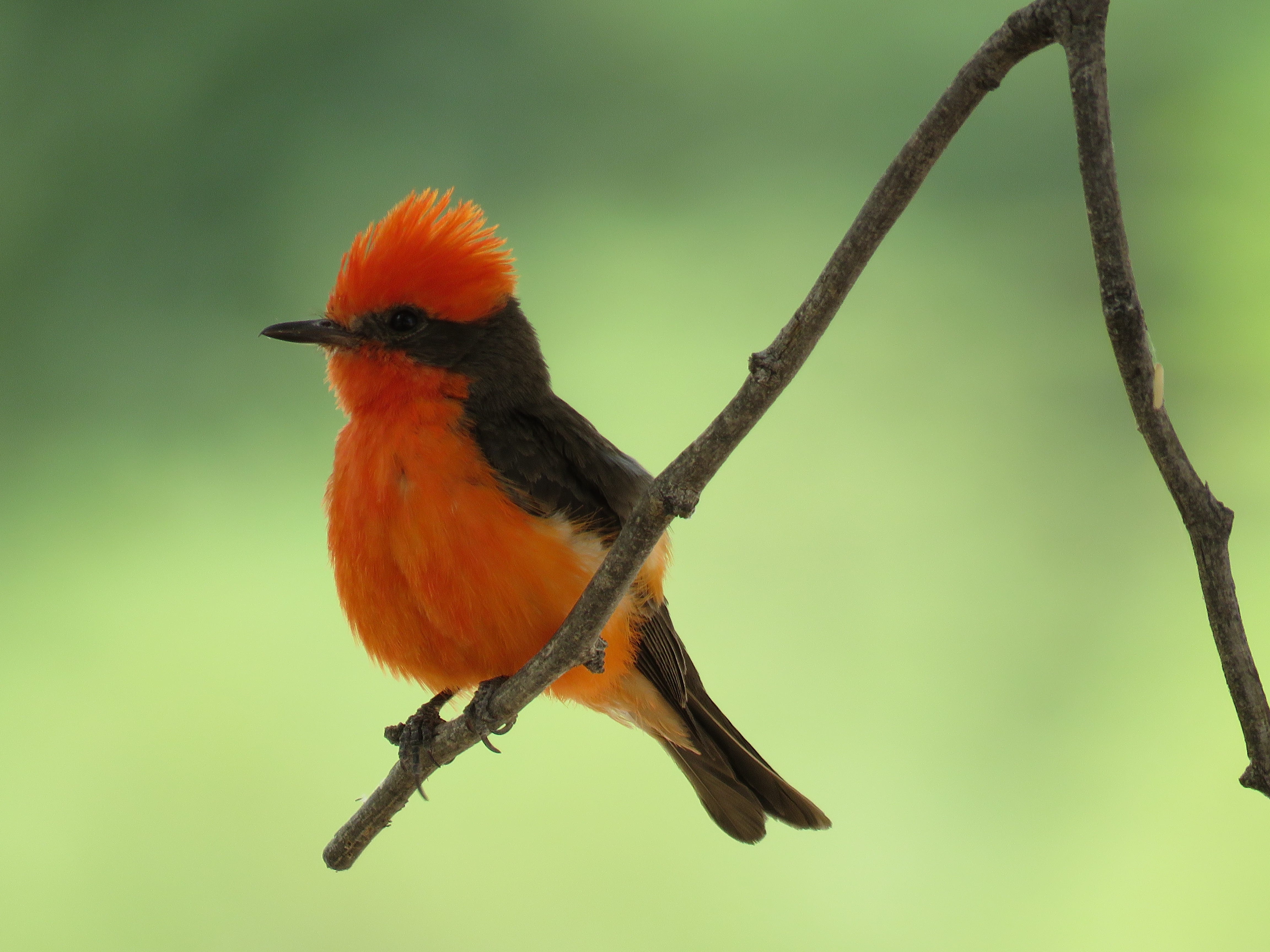 A vermilion flycatcher perches on branch while hunting for insects along the Santa Cruz River in Tucson on July 6, 2019.