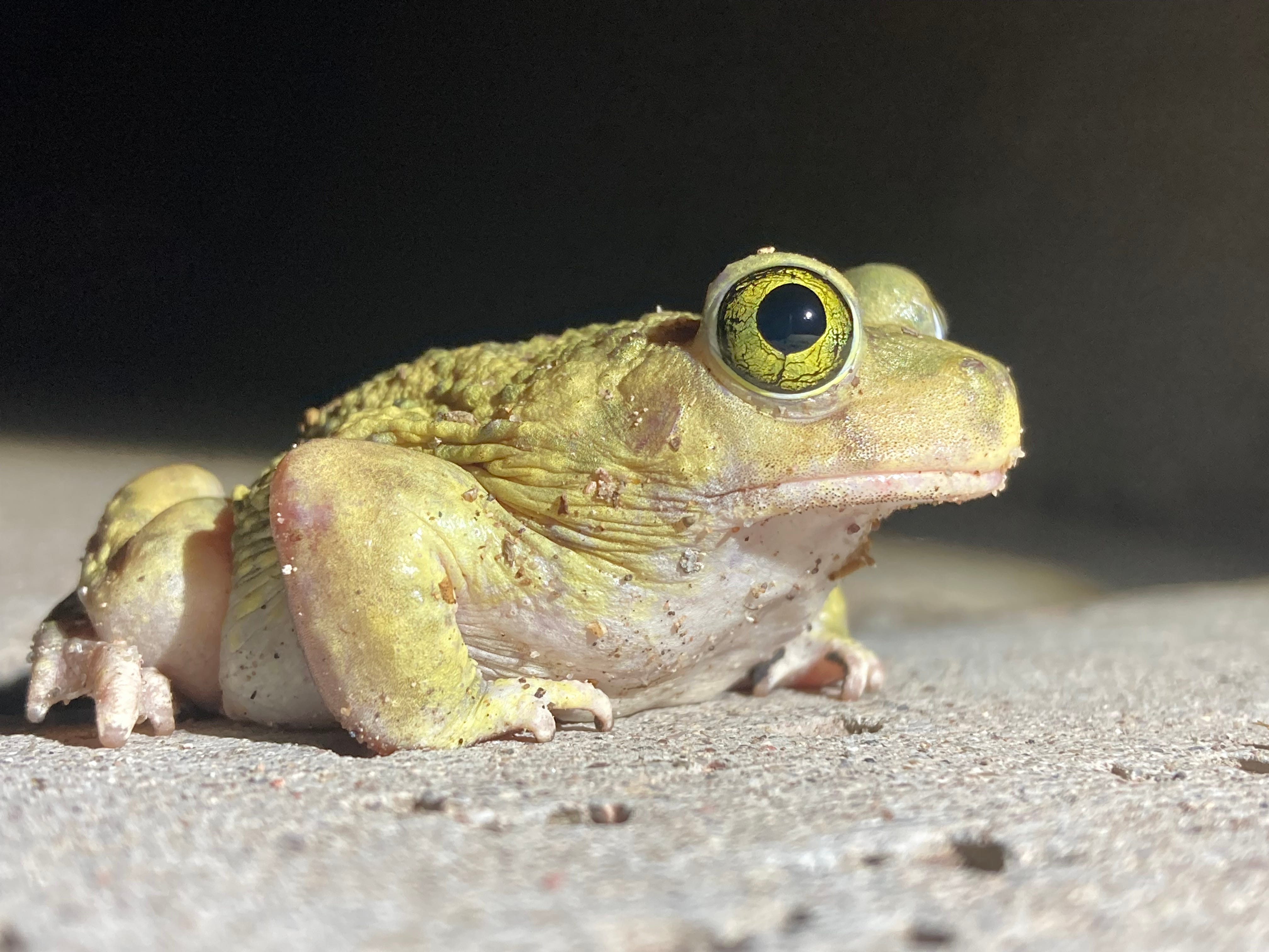 A Couch's spadefoot toad emerged by the Santa Cruz River in Tucson after monsoon showers on July 10, 2021.