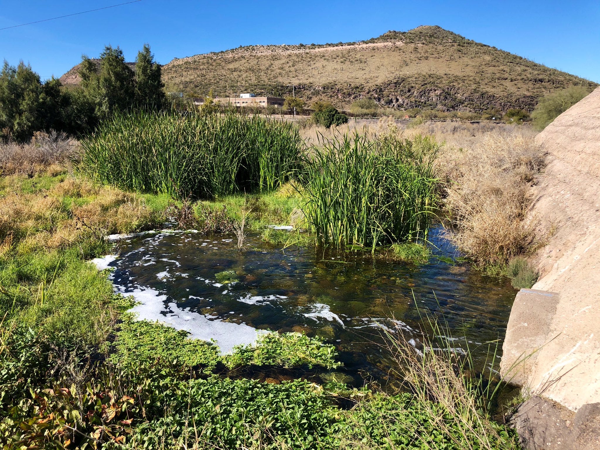 Treated wastewater flows from Tucson Water’s pipe into the Santa Cruz River channel in February 2020. The city’s Santa Cruz River Heritage Project has since 2019 been releasing reclaimed water into the river near downtown Tucson, and cattails have sprung up in the water.