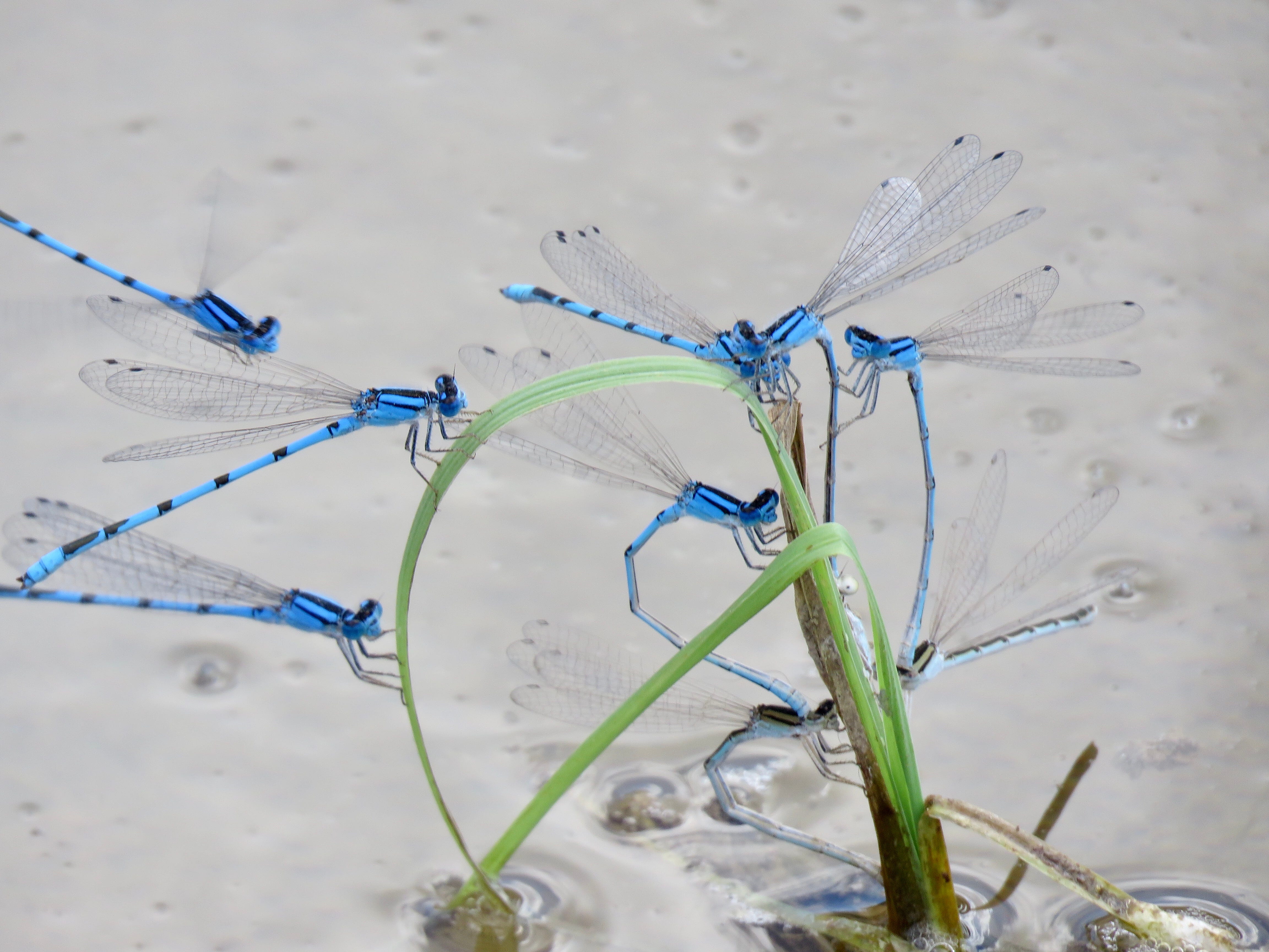 A group of bluet damselflies swarm on a plant protruding from the Santa Cruz River in September 2019.