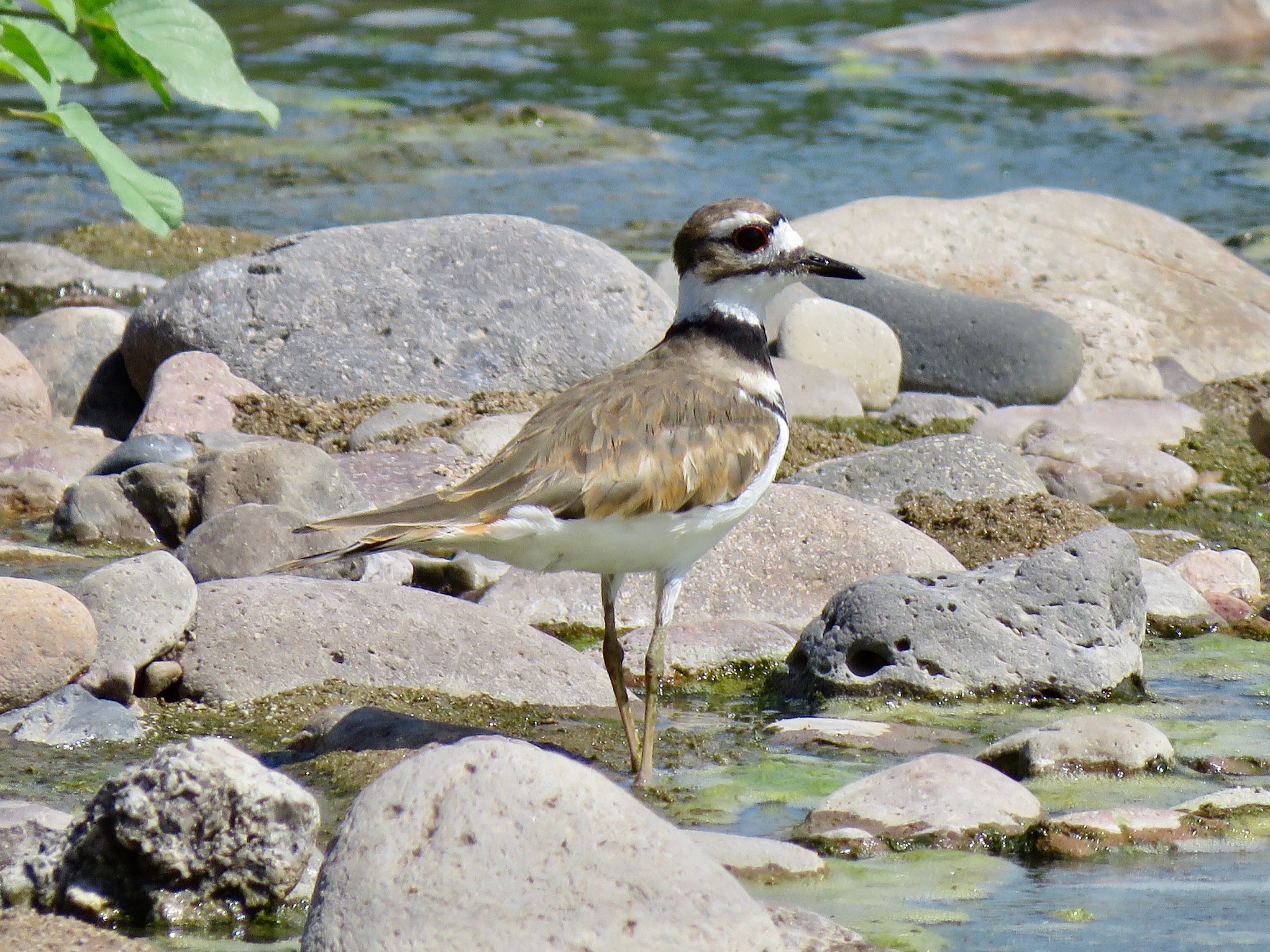 A killdeer forages in the Santa Cruz River in Tucson in August 2019. Many birds have gravitated to the river since Tucson Water began releasing treated effluent near downtown over the past two year.