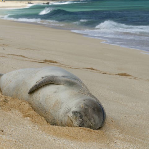An endangered Hawaiian Monk seal naps on a beach n