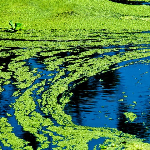Blue-Green Algae or pond scum, cyanobacteria harmf