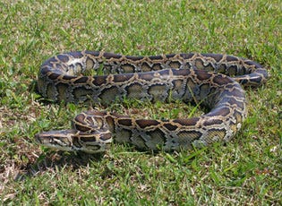 Burmese pythons are an invasive species harming the Everglades ecosystem.
