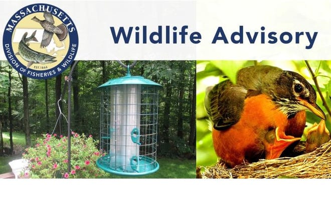 Birds are dying from a mysterious illness in other states. MassWildlife is advising the public here to take down birdfeeders and birdbaths.