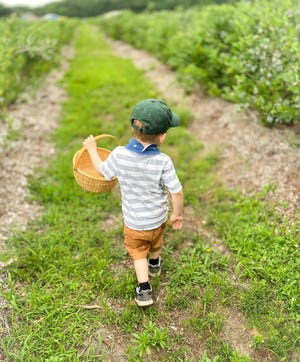 Connor Kerr of Randolph heads into the fields to pick blueberries at Emery's Farm in the New Egypt section of Plumsted.