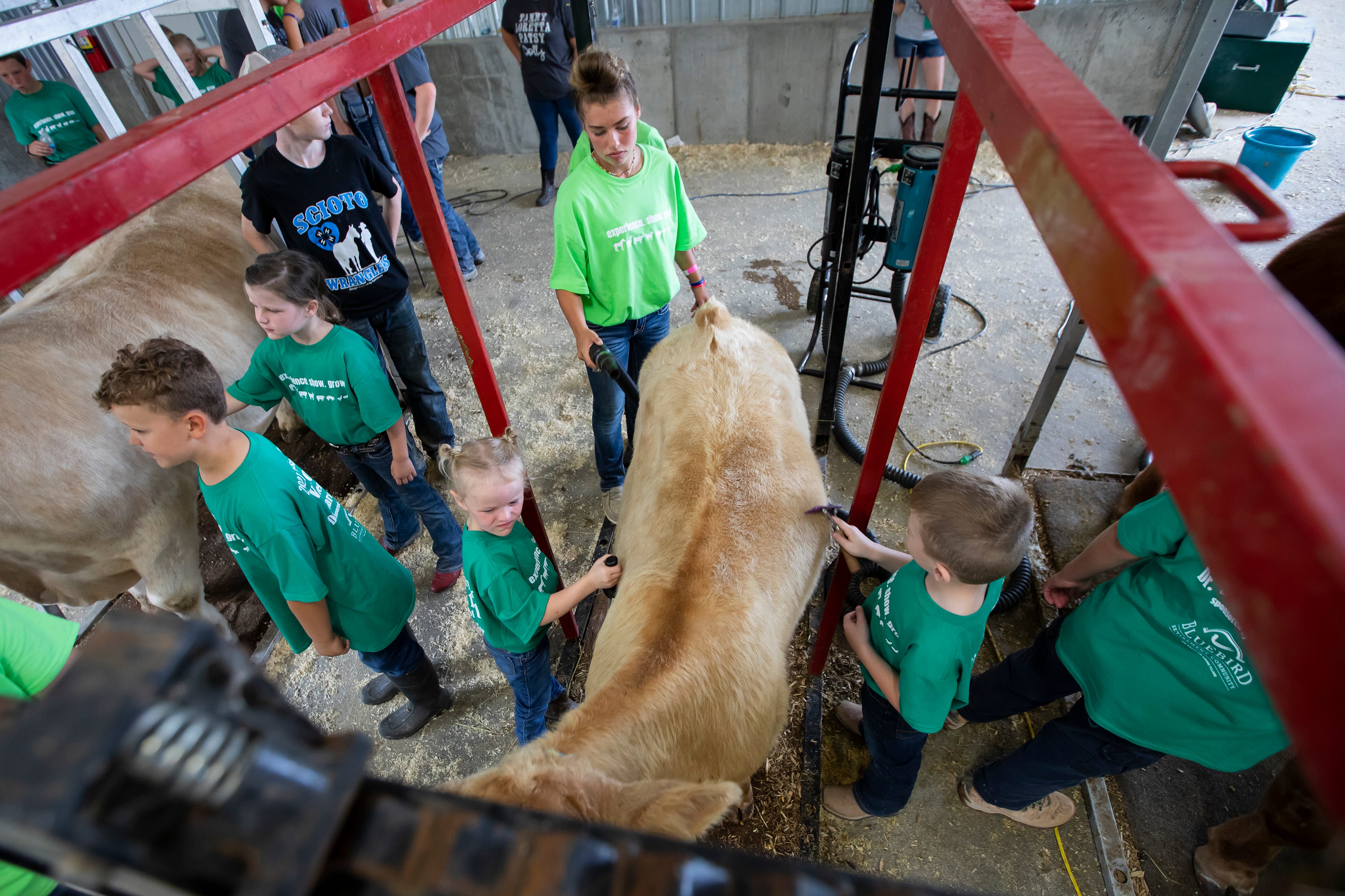 Madison County Fair: 'Livestock 101' introduces kids to farm animals