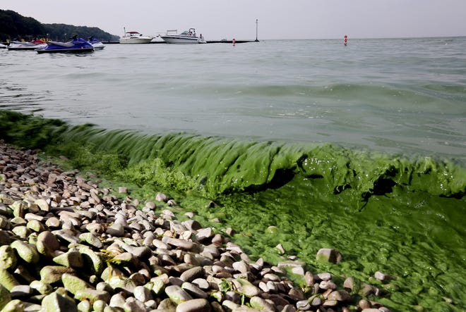 Lake Erie has been plagued with blooms of toxic algae that turn its waters green.