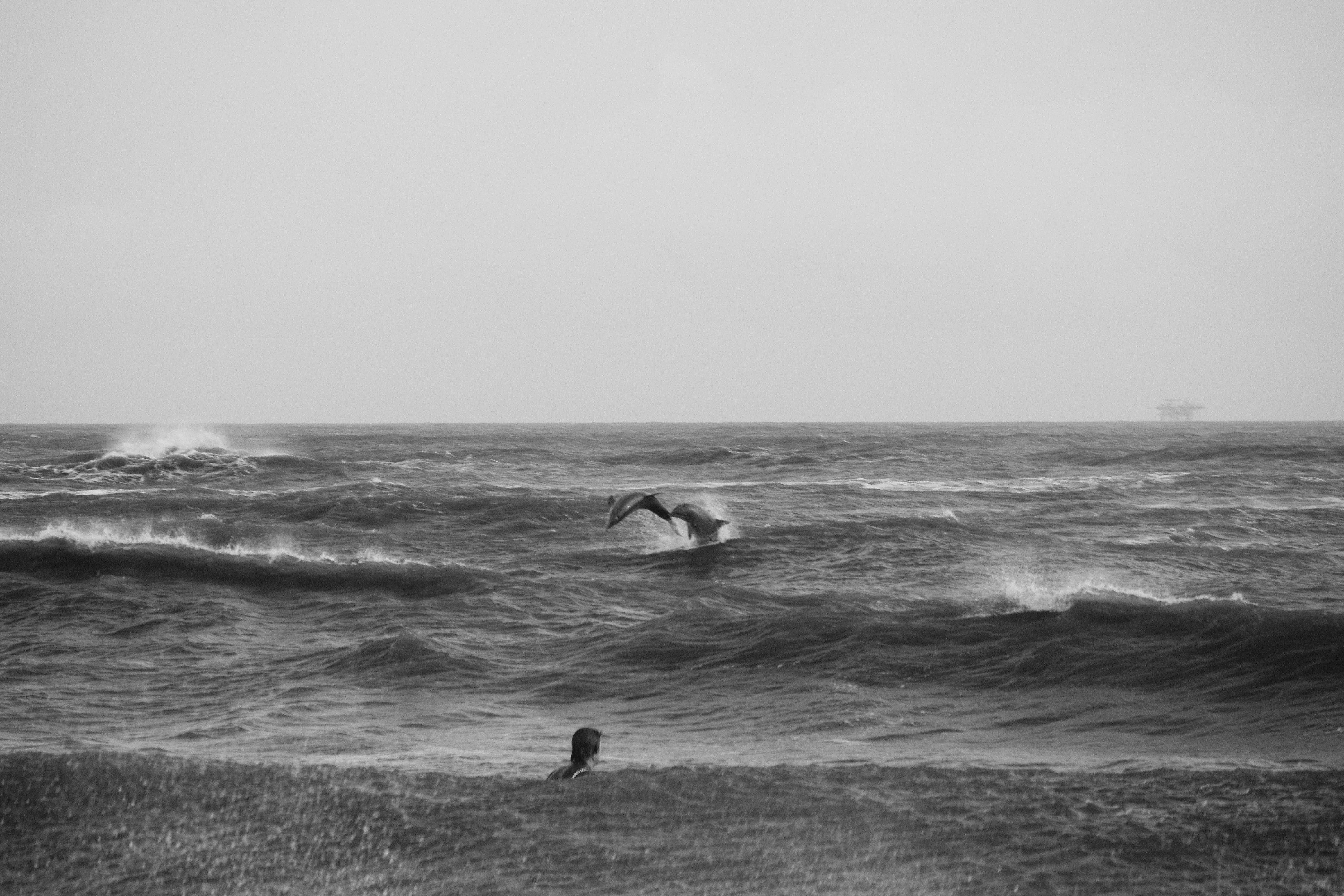 Dolphins play in the surf off Grand Isle while a surfer watching in the rain