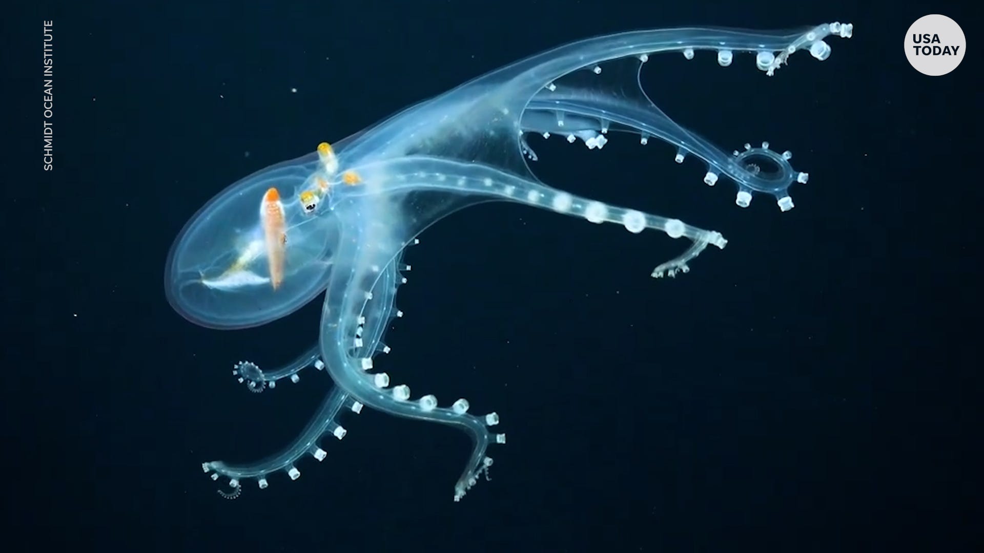 Octopus Jellyfish Sea Life Ocean Art Clear Pint Glass 