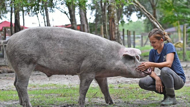 Pig-loving Florida pair welcome oinkers with issues at Yesahcan Sanctuary