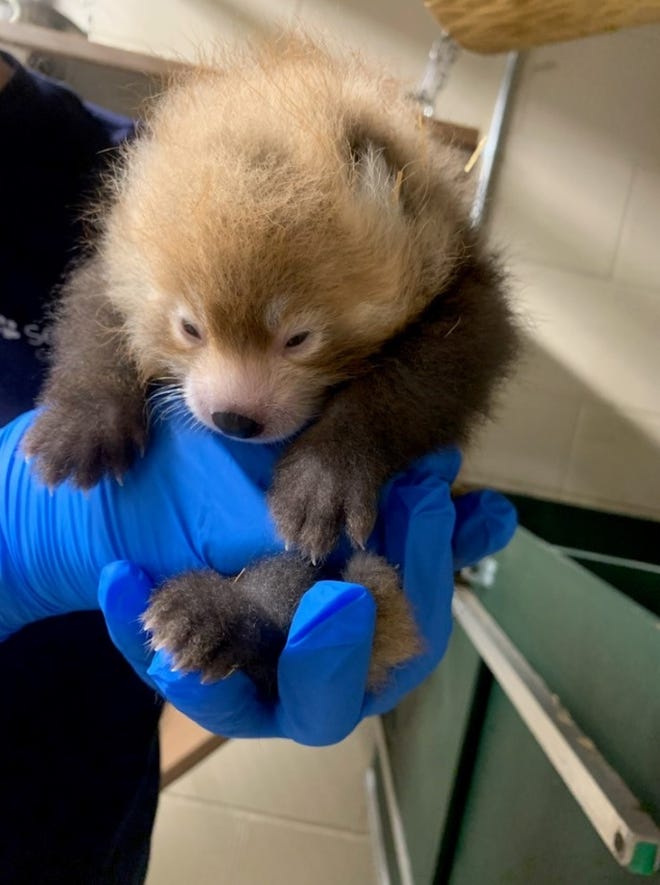 Red Panda Cubs Born At Seneca Park Zoo In Rochester Ny Red Panda Cubs Born At Seneca Park Zoo In Rochester Ny