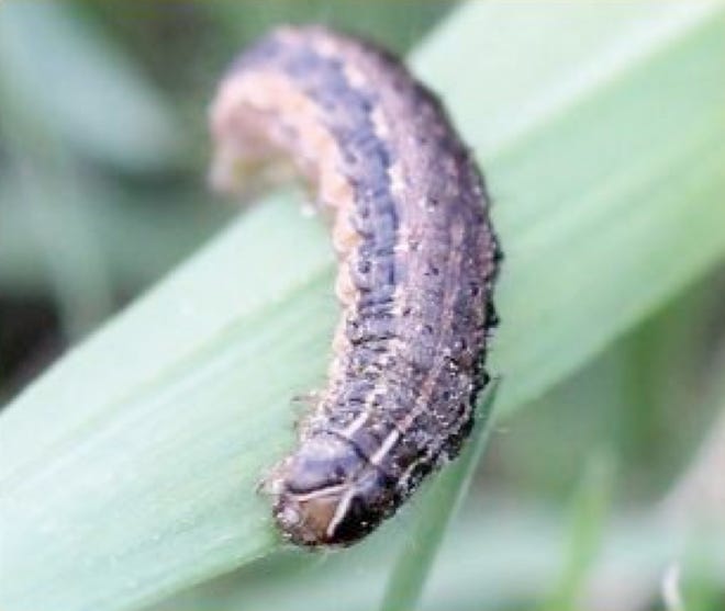 Fallen larvae may initially cause very little damage, but within a few days as they grow, they can damage entire fields and pastures.