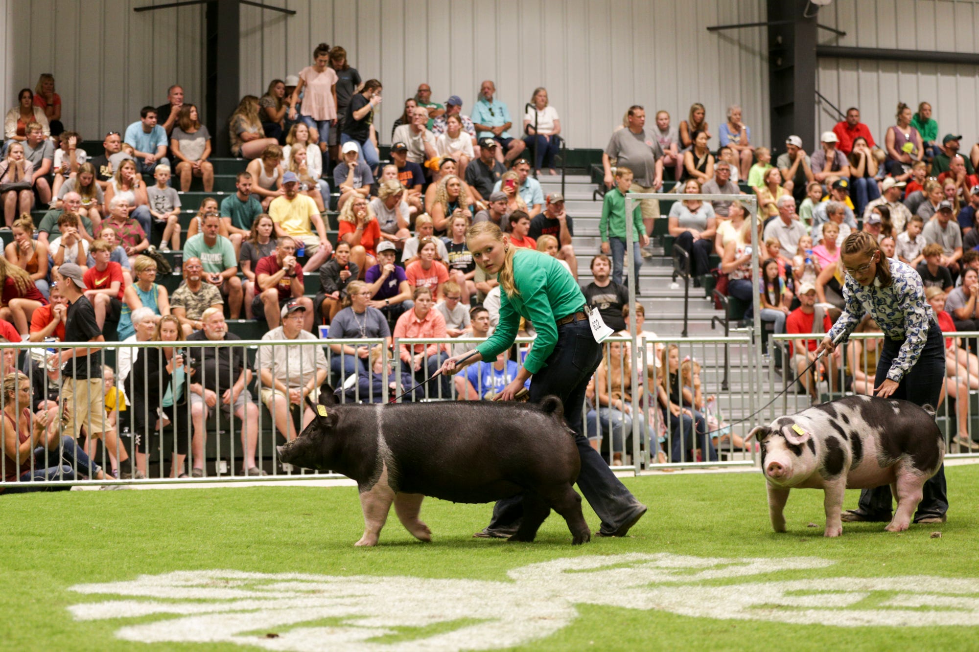 Tippecanoe County Fair 2021 is underway, starting with swine judging
