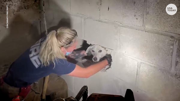 Dog trapped between concrete walls for 5 days wags