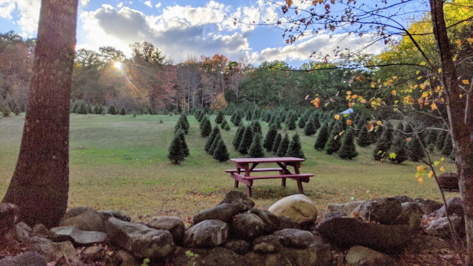 July Local Expert Series to feature Tuckaway Tree Farm