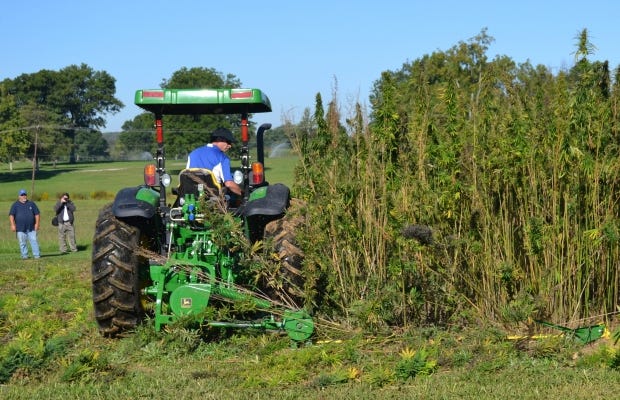 In this Sept. 23, 2014, file photo, a tractor cuts a small plot of hemp at a University of Kentucky research plot near Lexington, Ky.