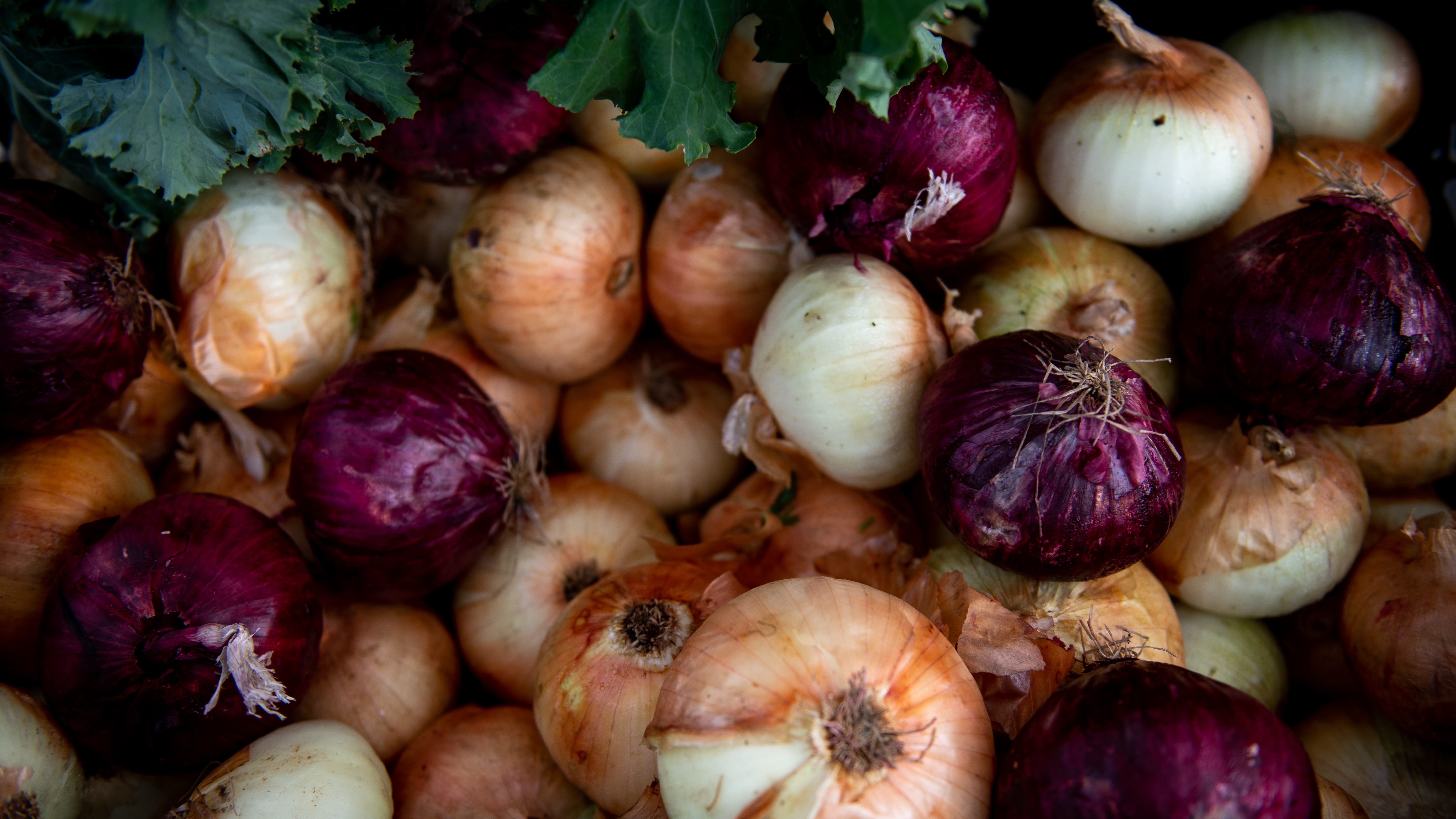 The CDC says red, white&nbsp;and yellow onions that were imported from Chihuahua in northern Mexico and distributed to grocery stores and restaurants from July 1 to Aug. 27 by ProSource Inc.&nbsp;of Hailey, Idaho. should be tossed out. &quot;If you can't tell where the onions are from, don't buy or eat them,&quot; the CDC warns.