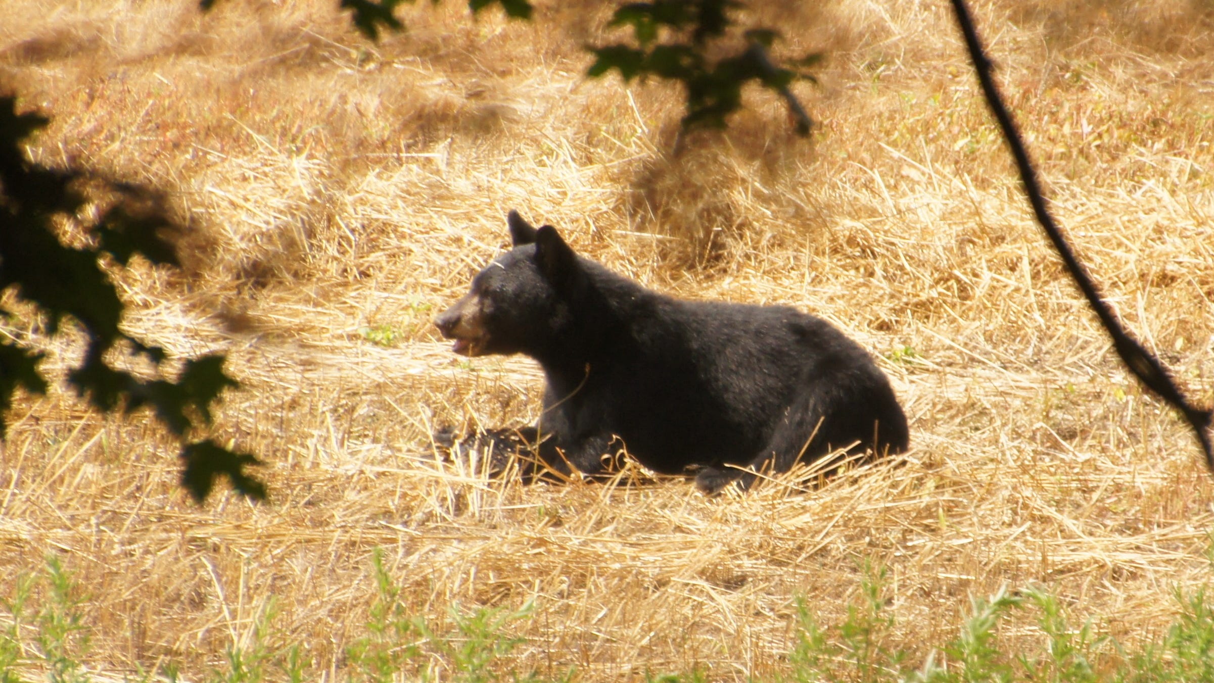 NJ bear hunt for December 2022 could be OK'd by Game Council