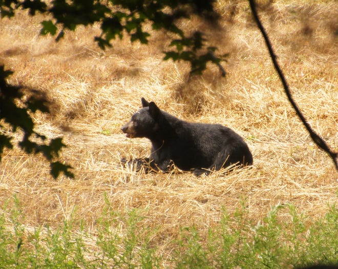 A black bear rests in a field in the Delaware Water Gap National Recreation Area in this August, 2020 file photo.