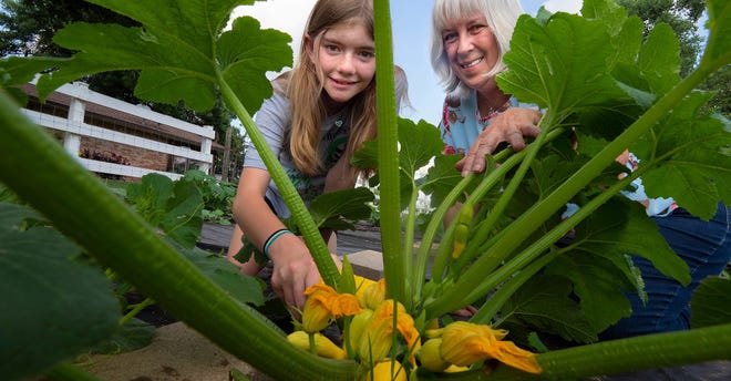 Canadian County 4-H’er Kylee Detrick and 4-H club leader Kate Kearby pick yellow squash from Detrick’s garden to donate to the Manna Pantry in Yukon.