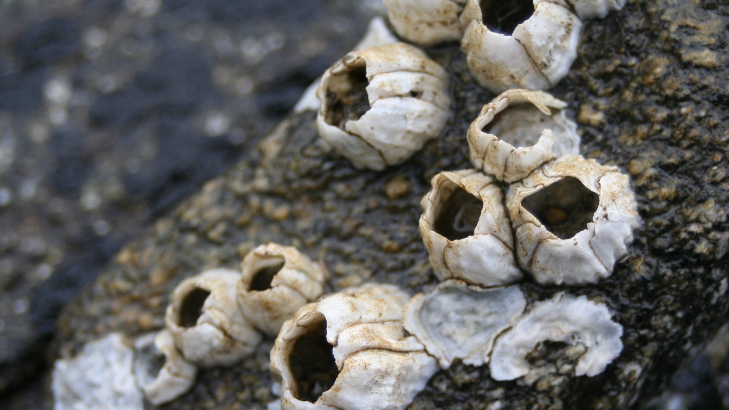 Barnacles are alive , cling permanently to rocks, sea creatures, boats