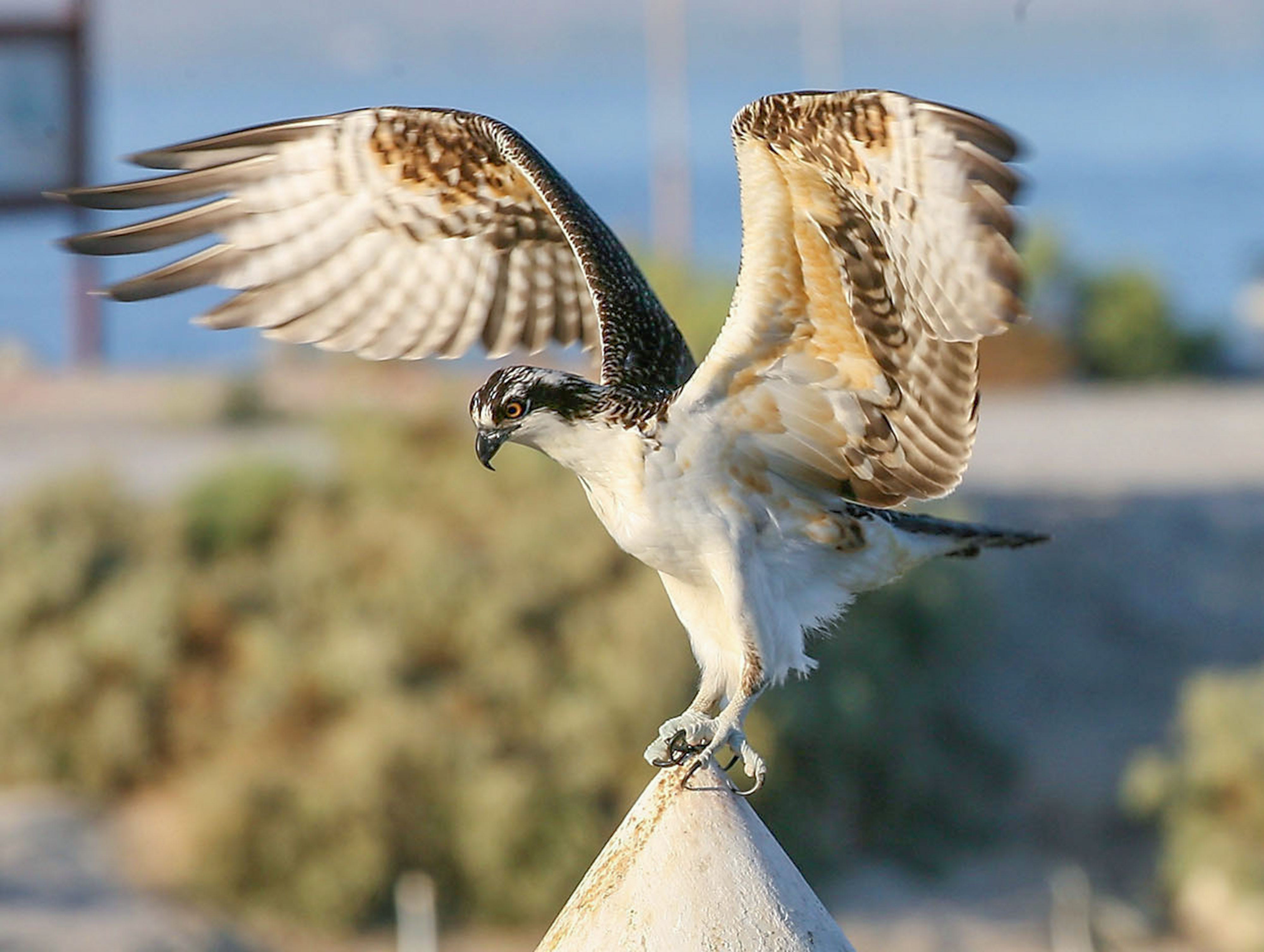 An osprey spreads its wings at Varnor Harbor at the Salton Sea State Recreation Area in 2012.