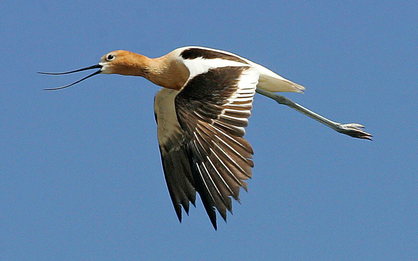An avocet flies over one of the ponds that make up the Salton Sea Ecosystem Monitoring Project near Niland in 2010.