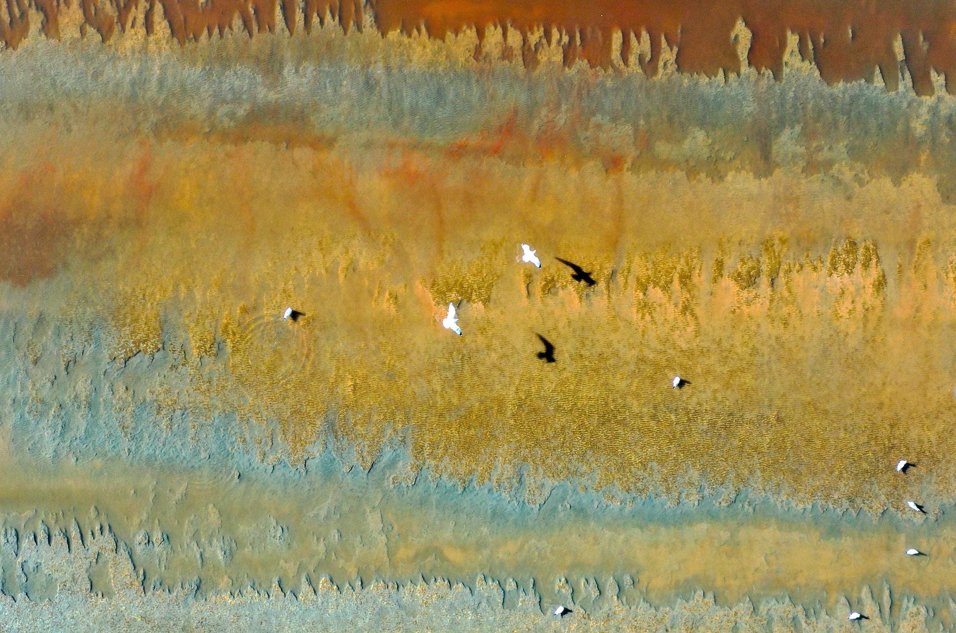 Birds fly over the brightly-colored shoreline at the Salton Sea in 2020.