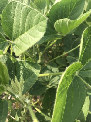 Nearly 70 percent of the soybeans have blossomed while 28 percent of the plants are setting pods.