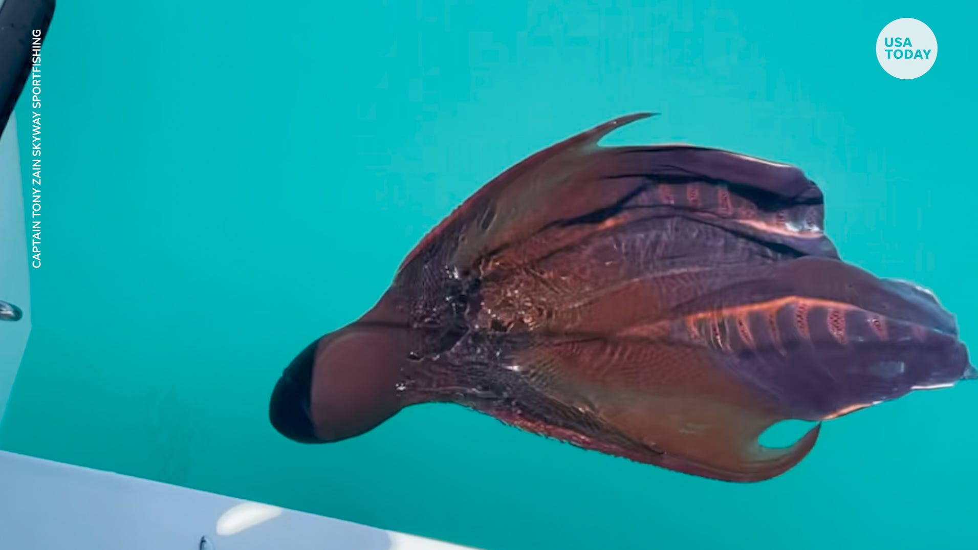 Rare Blanket Octopus Caught On Camera In Florida