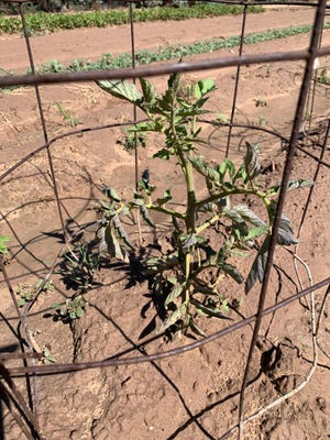 This tomato plant is suspected to be infected with the curly top virus and will likely never grow large enough to fill its cage. Note the stunted size, yellowing stems, and curled leaves with purple venation.
