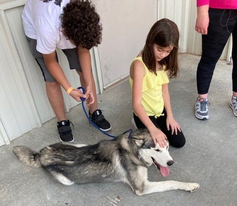 Dog Abandonment Was Heartless El Paso Times Reader
