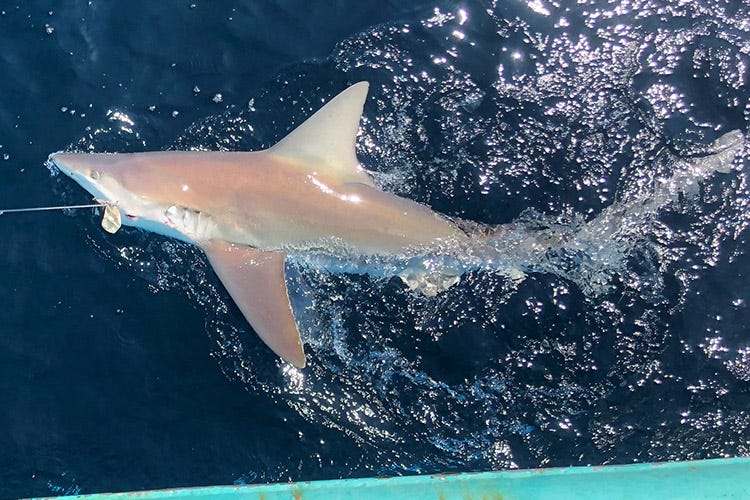 Free Free 64 Shark Bite Mark Svg SVG PNG EPS DXF File