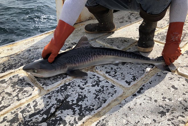 Thousands of sharks caught and produced, some might journey to Cape Cod