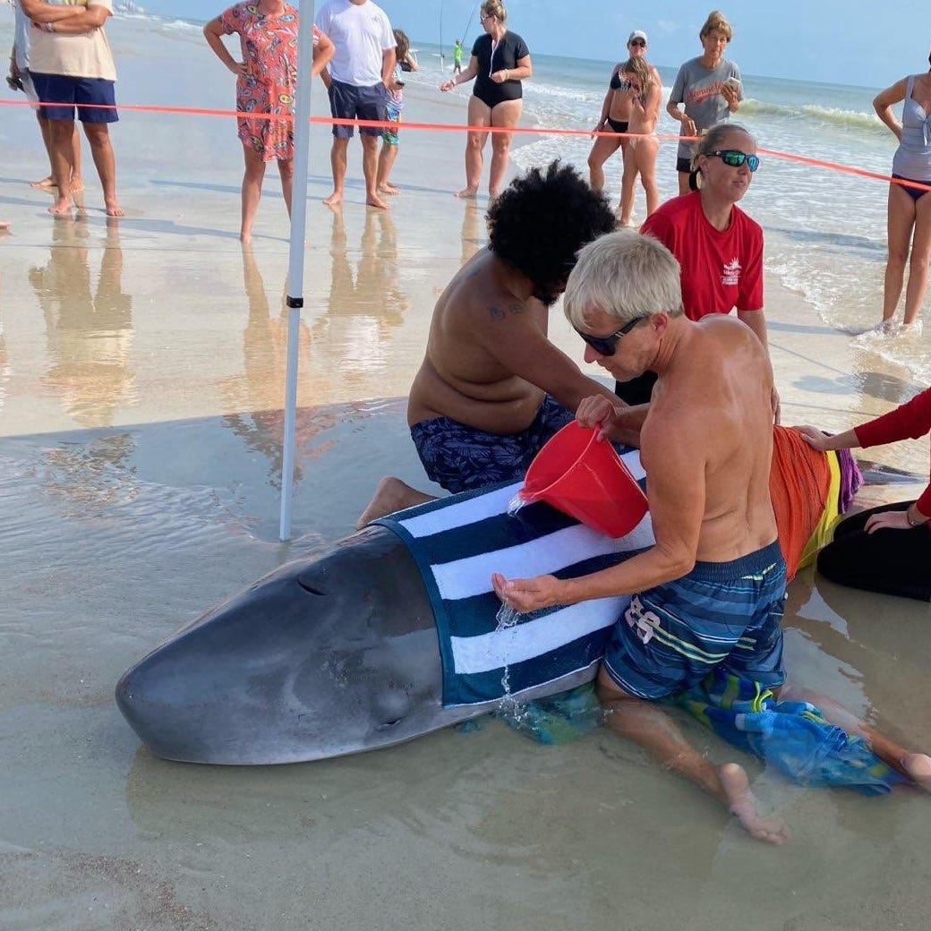 Volusia Beaches End The Year With 10 Shark Bites Officials Say
