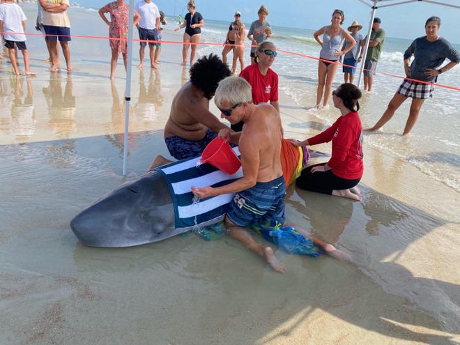 Pygmy Sperm Whale Beaches Itself On Florida S Atlantic Coast Pygmy Sperm Whale Beaches Itself On Florida S Atlantic Coast